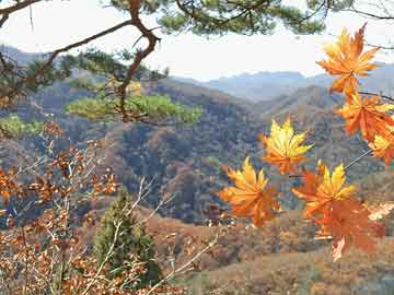 网红在昨晚遭遇热点事件揭秘，爱爱网全网炸锅，详情围观